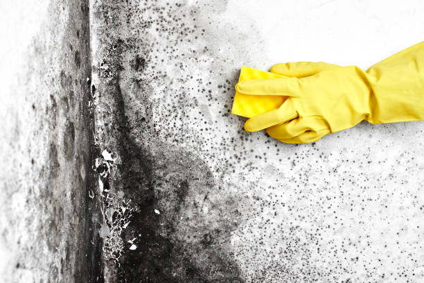 Best Basement Mold Remediation in Loves Park, IL
