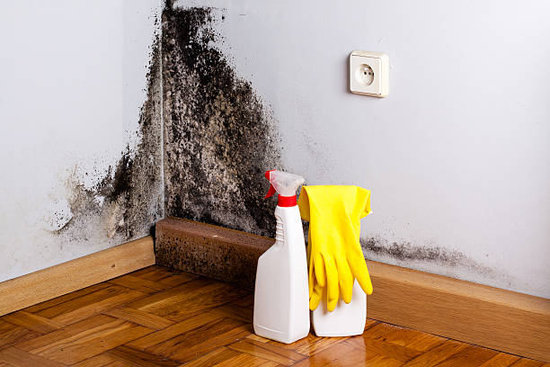 Best Post-Flood Mold Remediation in Loves Park, IL