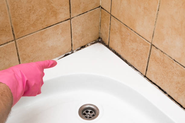 Best Insurance-Related Mold Remediation in Loves Park, IL